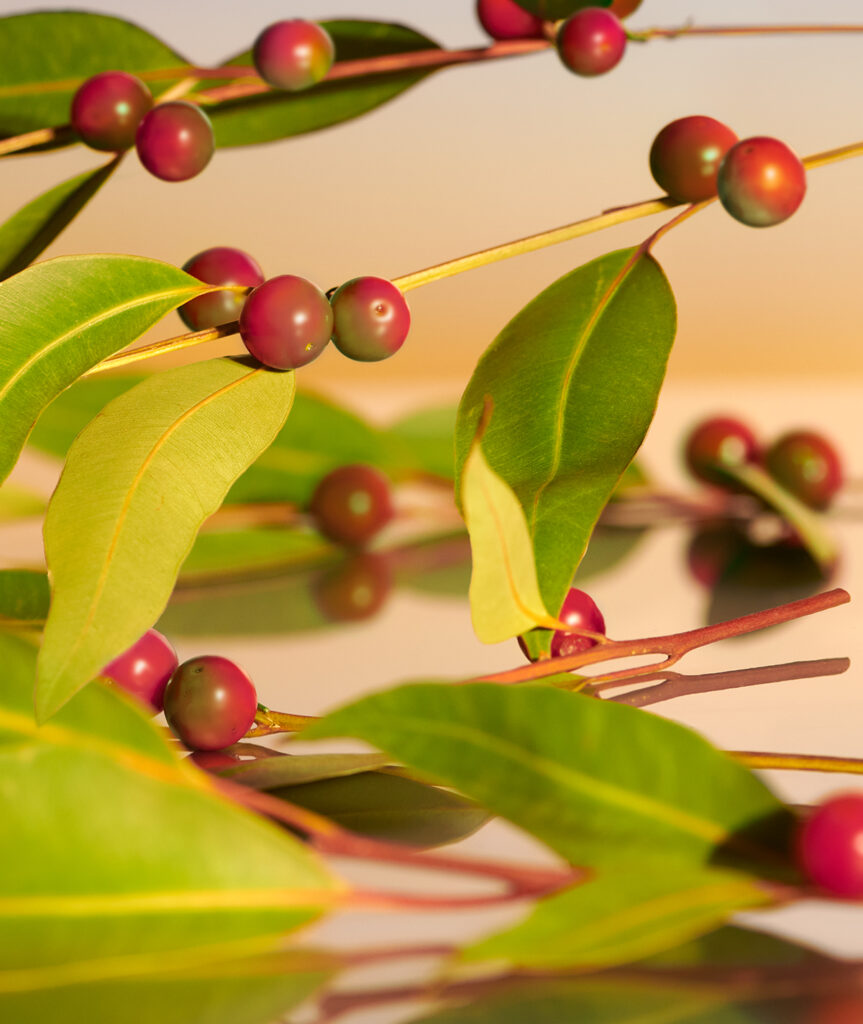 5 CamuCamu