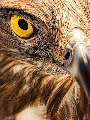 EagleE28099s20Eye20E2809320Ferdinand20Bendana20shot20using20the20HUAWEI20Mate205020Pro